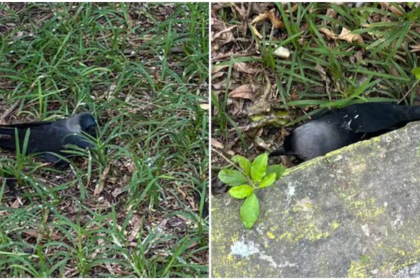 H5N1 Outbreak in Chennai: 100+ Crows Found Dead, Government Issues Urgent Advisory