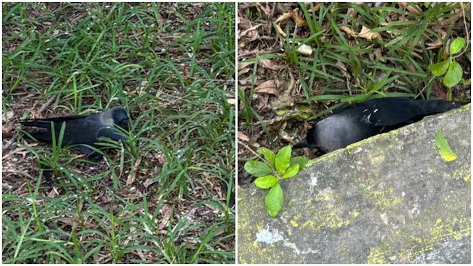 H5N1 Outbreak in Chennai: 100+ Crows Found Dead, Government Issues Urgent Advisory