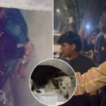 Mumbai Horror: 40-Year-Old Man Arrested for Sexually Assaulting Female Dog in Kandivali — Shocking Animal Abuse Case